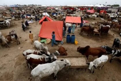 Cattle Markets