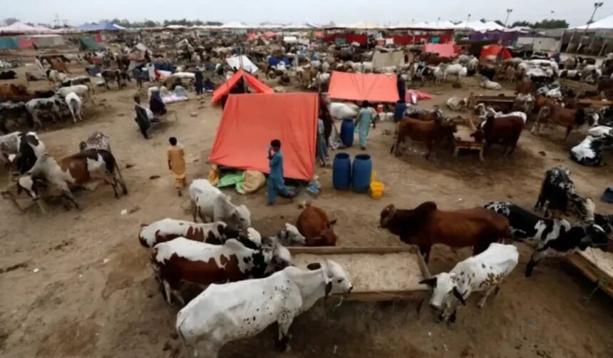 Cattle Markets