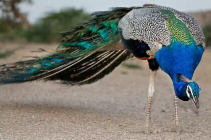 Peacocks