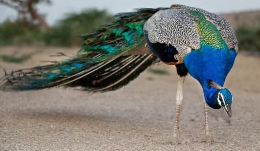 Peacocks
