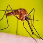 Mosquitoes Discovered in Iceland for the First Time