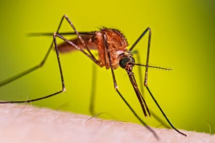 Mosquitoes Discovered in Iceland for the First Time