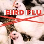 Bird Flu Spreads Across Europe, Raising Global Concerns