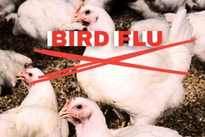 Bird Flu Spreads Across Europe, Raising Global Concerns