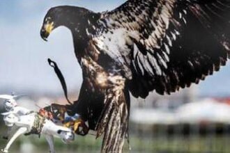 Pakistan Trains Eagles to Stop Rogue Drones