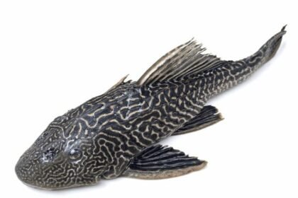 Amazon Sailfin Catfish Invasion Threatens Pakistan’s Freshwater Ecosystems