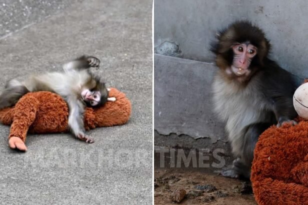 Abandoned Baby Monkey “Punch” Finds Comfort in Toy at Ichikawa Zoo