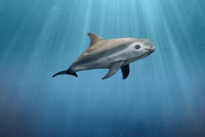 Vaquita Porpoise Near Extinction as Population Falls Below Ten
