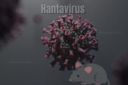 Hantavirus Explained: Symptoms, Spread, Risks, and WHO Warning