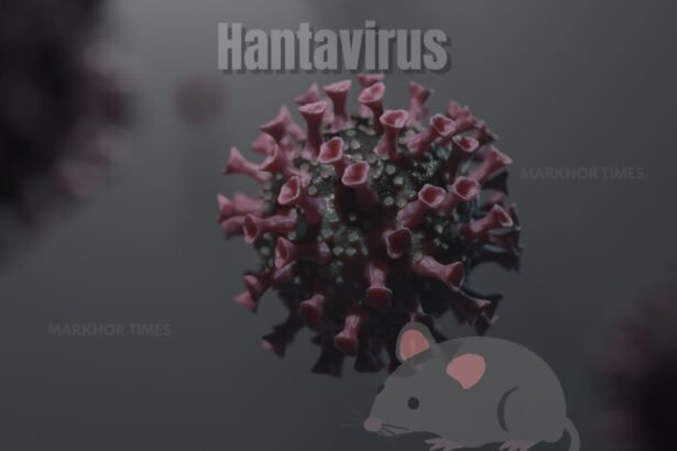Hantavirus Explained: Symptoms, Spread, Risks, and WHO Warning