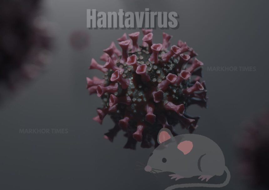 Hantavirus Explained: Symptoms, Spread, Risks, and WHO Warning